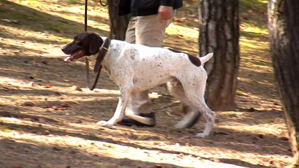 "개가 사람 물면 주인 형사처벌 받는다" / YTN
