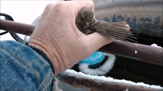 Ce pauvre oiseau à les pattes collées à la barre de fer sur laquelle il s'est posé
