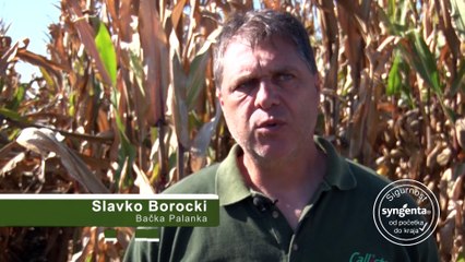 NK Helico – hibrid kukuruza za bolji prirast svinja