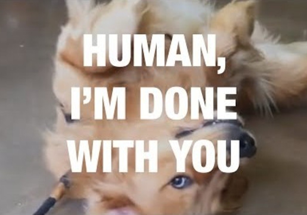 Animals Fed Up With Humans
