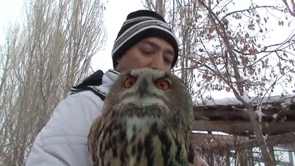 Yaralı Puhu Kuşu Tedavi Altına Alındı