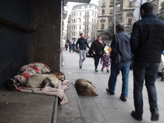 Gözü Dönmüş Caniler Suriyeli Çocuğun Köpeğini Bıçakladı