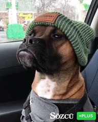 İşte dünyanın en yakışıklı köpeği!