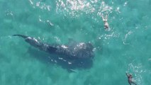 Nadar con tiburones ballena, una demandada experiencia que busca reducir impacto