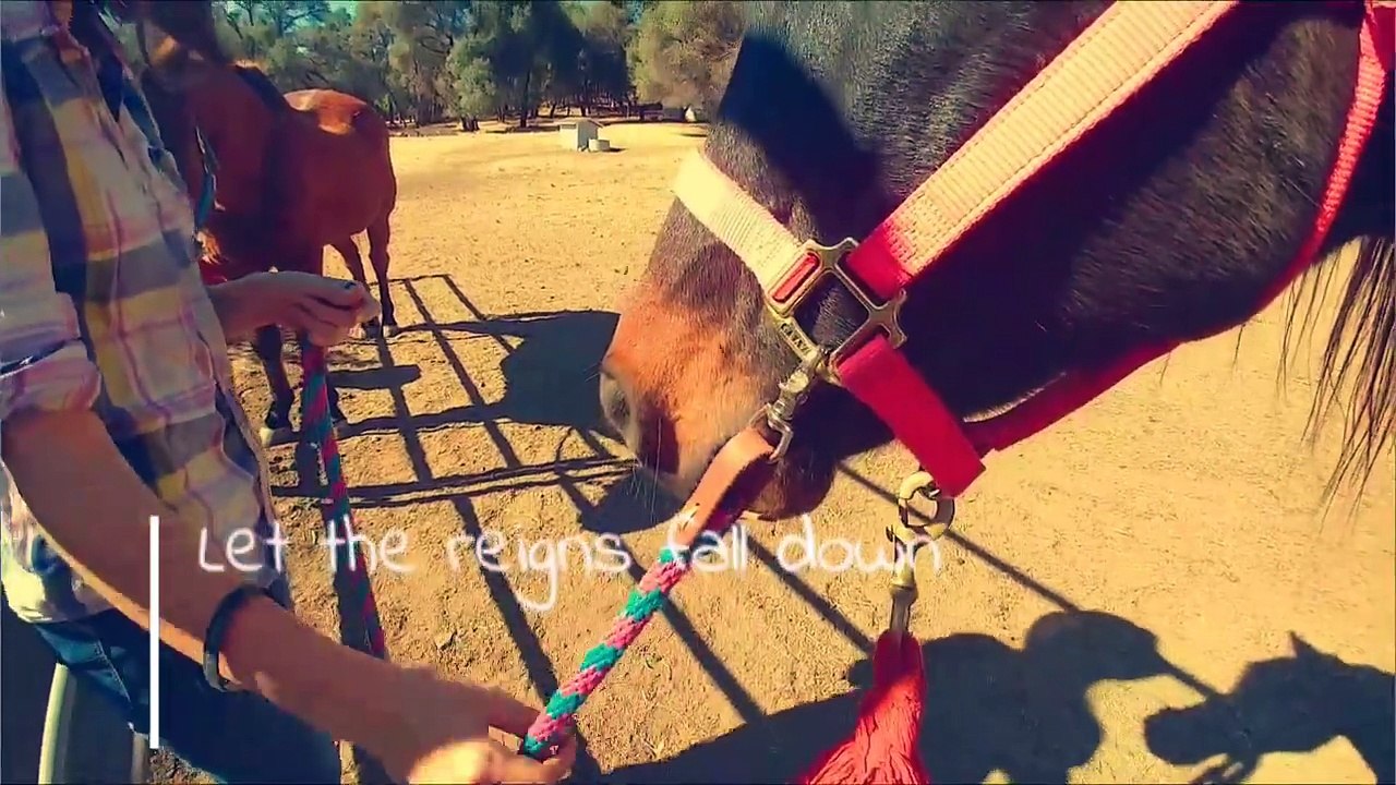 Horse Parody Mix