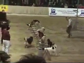 Amazing Dog Exhibition Show