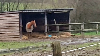 GOSPEL, à l'entrainement chez Benoit Barassin depuis 15 jours!