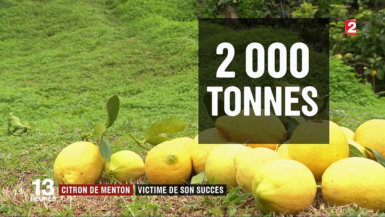 Citron de Menton : un agrume français au succès fulgurant