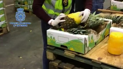 Cocaine found hidden inside pineapples during huge drug bust