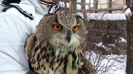 Yaralı puhu kuşu tedavi altına alındı - KARS