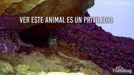 Ver a este animal es un verdadero privilegio: pocos lo conocen en persona