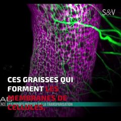 Transparisation - la technique qui permet de voir à travers des fœtus