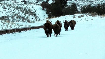 Bison Herd Makes Ground Shake in Yellowstone
