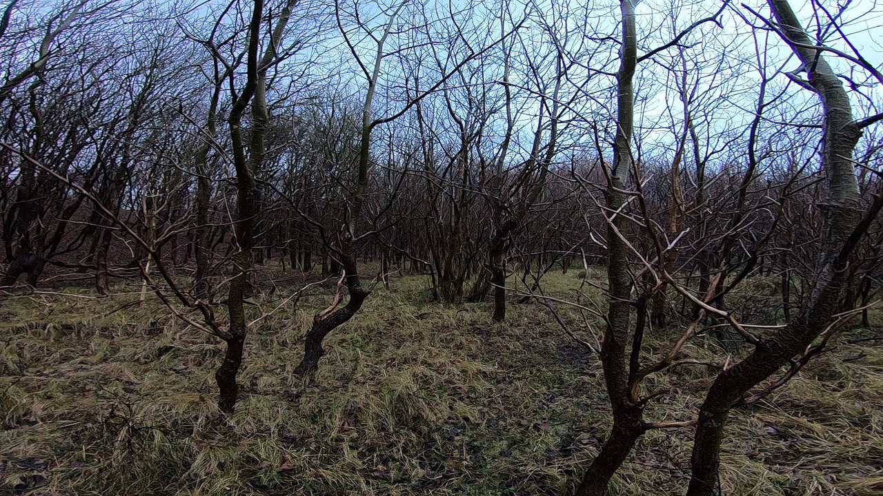 Parkour training POV Going through a small forest 2 (Superview)