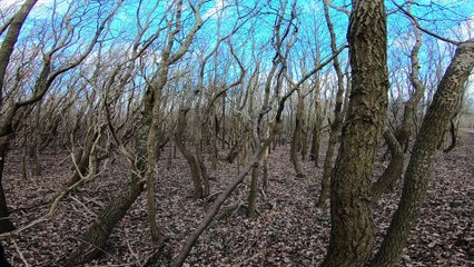 Parkour training POV Going through a small forest 6 Superview