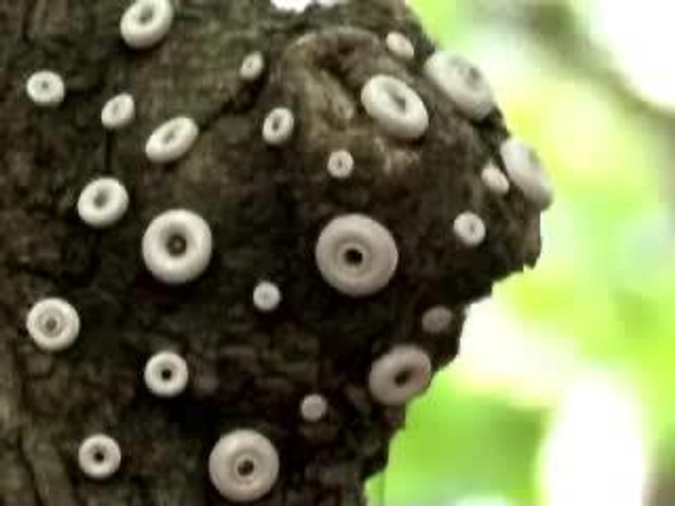 Alien Plants