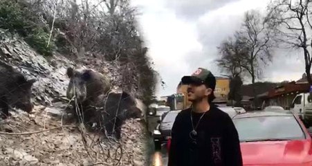 Sarıyer'de Akılalmaz Görüntü: İstanbul'da Domuz Sürüsü Şehre İndi! O Anlar Kamerada