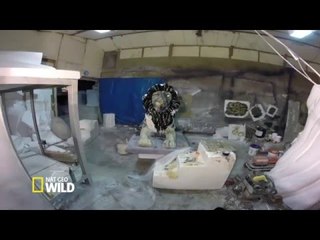The Making Of the Lion Unveiled in Trafalgar Square (Nat Geo WILD)