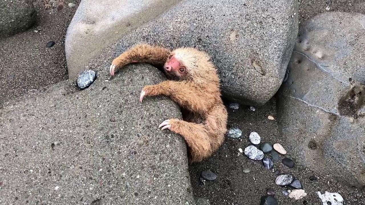Baby Sloth Rescue in Costa Rica