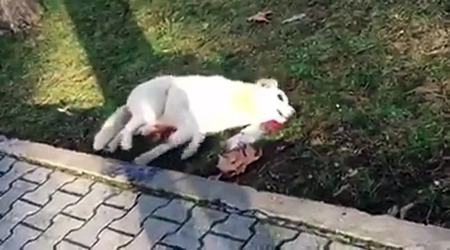 Misteri i masakrave në Pogradec/ Kush po i helmon gjithë qentë? Kafsha jep shpirt në rrugë