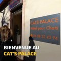 Un hôtel pour chats à Cannes