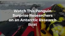 Watch This Penguin Surprise Researchers on an Antarctic Research Boat