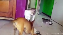 Perro Convive Y Protege A Unos Gatitos Cachorros Con Amor Impresionante Conducta Animal