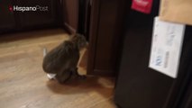 Mono trata de culpar al gato de la casa por una de sus travesuras