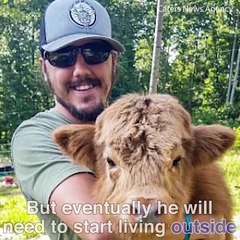 This baby cow thinks it’s a puppy 