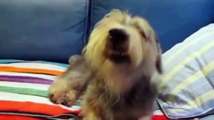 Funny Sneezing Animals 2015 HD