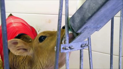 Cow Videos for Children More Cows for Kids