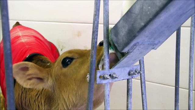 Cow Videos for Children More Cows for Kids