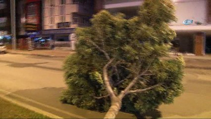 Antalya'da şiddetli rüzgar, ağaçları kökünden söktü