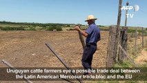 EU trade deal raise Uruguay cattle farmers' hopes