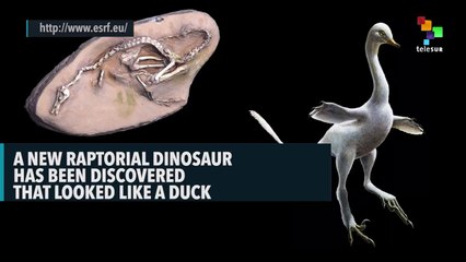 A New Raptorial Dinosaur Has Been Discovered That Looked Like A Duck