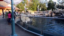 Aaron playing with birds by the seals at Seaworld