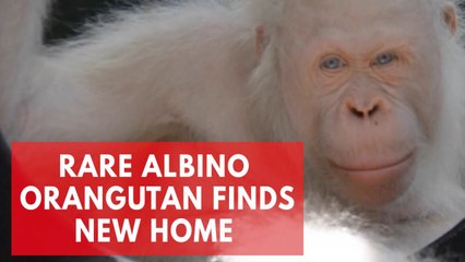World's only albino orangutan to settle in forest-island home soon
