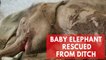 Baby elephant rescued from a ditch in China