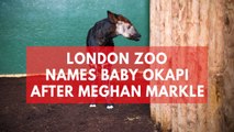 London Zoo names new-born Okapi Meghan after Meghan Markle