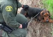 Placer County Deputies Rescue Bloodhound Trapped Under Car