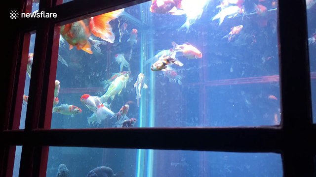 London gets a ‘phone booth aquarium’ for Lumiere festival