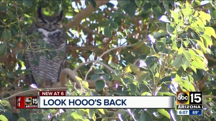Owls make themselves at home at a Valley high school