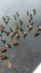 Feeding Ducks on a Frozen Lake