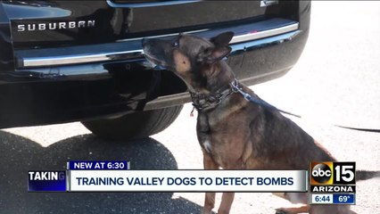 Arizona K-9 teams undergoing extensive training to detect explosives