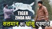 Tiger Zinda hai से Salman Khan का धाकड़ Action, टाइगर की Wolves से Fight