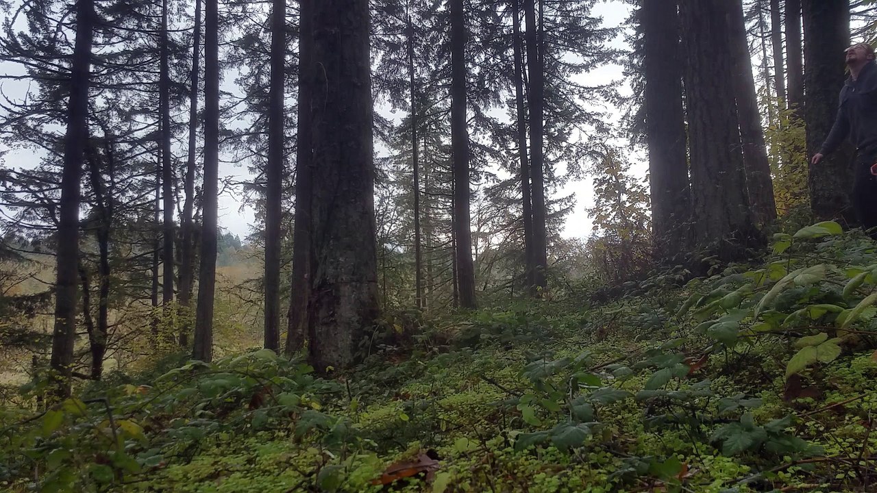 Tree Bounces Safely over Note 8