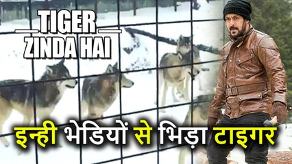 Tiger Zinda Hai में इन्हीं Wolves से भिड़े थे Salman Khan, देखें Video