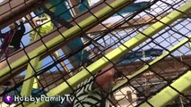 HobbyPig on ZIP LINE! Ropes Obstacle Course at Great Wolf Lodge