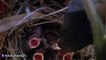 Incredibly CUTE! Live Camera Footage of Baby Birds Hatch   Eating Worms HobbyFamilyTV-arGoO1473
