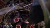 Incredibly CUTE! Live Camera Footage of Baby Birds Hatch   Eating Worms HobbyFamilyTV-arGoO1473